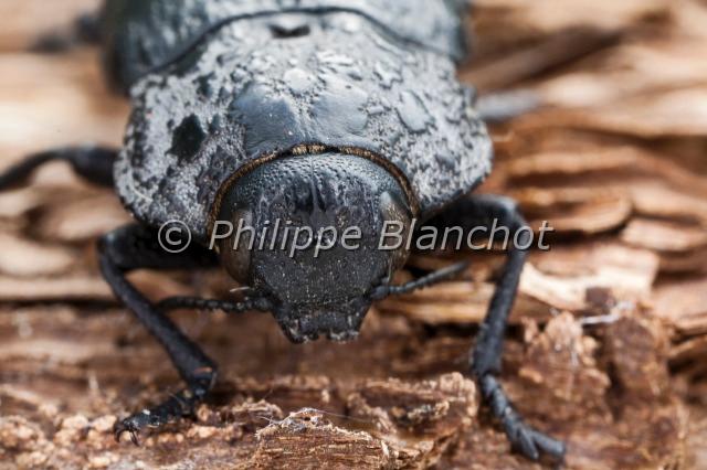 capnodis tenebrionis.JPG - Capnodis tenebrionis (L.)Bupreste noir du Pêcher" ou "Capnode du PêcherPeach Flatheaded Rootborer Coleoptera, BuprestidaeLot, France